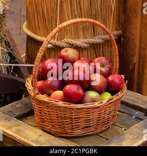 Pommes biologiques dans le panier pommes fraîches dans la nature Banque D'Images