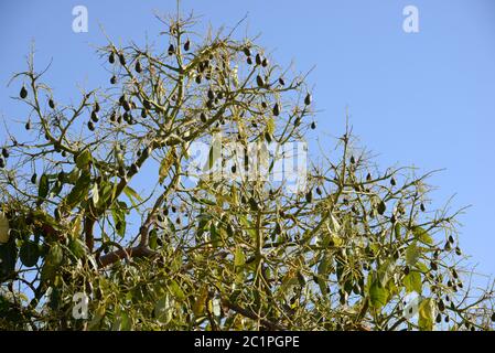 Avocats sur l'arbre dans la province d'Alicante, Costa Blanca, Espagne Banque D'Images