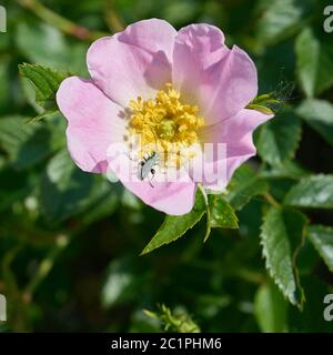 Coléoptère à pattes épaisses (Oedemera nobilis) en pleine floraison en été Banque D'Images