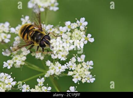 Crâne-mouche flottante Myathropa florea frontal Banque D'Images