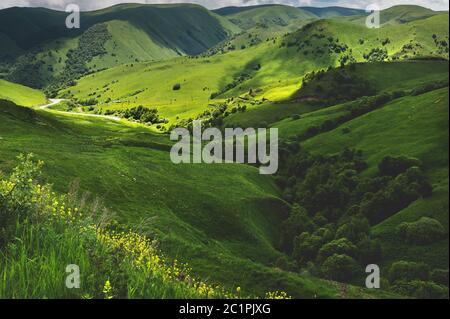 Paysage ensoleillé d'été avec colline et prairie avec arbres Banque D'Images