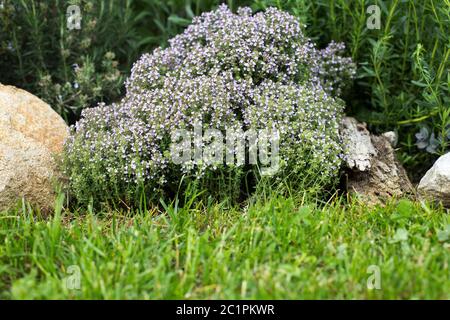 Herbes salées d'hiver Banque D'Images