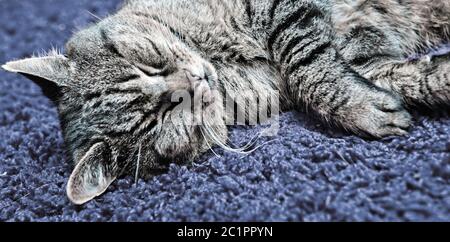 Le chat gris dort confortablement sur une moquette. Banque D'Images