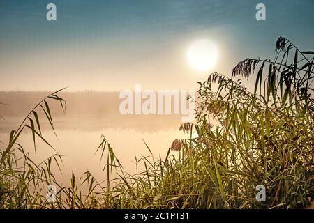 Matin mystique incroyable paysage avec soleil levant, arbre, Reed et brouillard sur l'eau. Banque D'Images