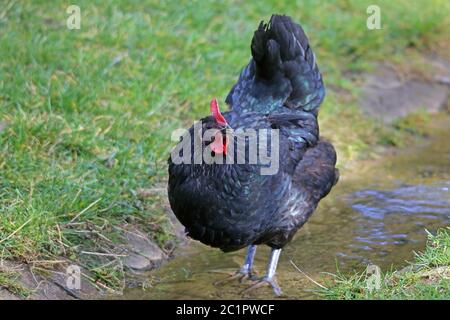 Black Houseenne sur l'eau Banque D'Images