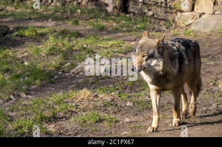 Loup de der (Canis lupus) Banque D'Images