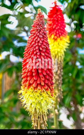 Kniphofia hirsuta aussi appelé tritoma, poker chaud rouge, nénuphars, knofflers, feux de circulation ou usine de poker Banque D'Images