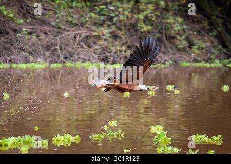 Le faucon à collier noir (Busarellus nigricollis) arrache un piranha dans l'Amazonie péruvienne Banque D'Images