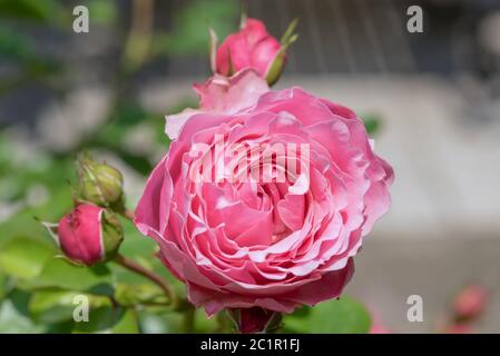 Rose rouge Banque D'Images