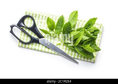 Feuilles de menthe verte isolée sur fond blanc. Banque D'Images