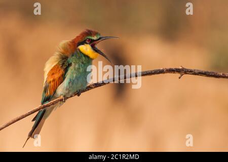 Un apier en colère assis sur la branche hurle. Perching d'un apiculteur européen avec bec ouvert (Merops apiaster), Slovaquie Banque D'Images