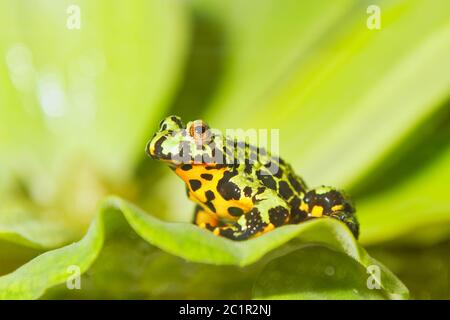 Feu Oriental grenouille crapaud à ventre jaune (Bombina orientalis) assis sur une feuille verte Banque D'Images