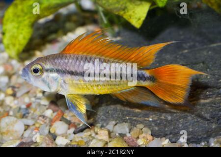 Portrait de poissons d'aquarium - cichlidés Apistogramma cacatuoides (cacatoès) dans un aquarium Banque D'Images