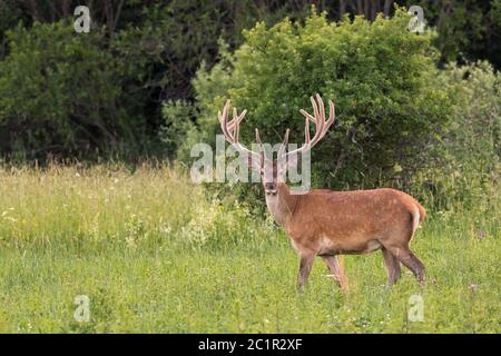 Cerf rouge avec de grands bois, cerf majestueux avec des bois à croissance complète (Cervus elaphus), Slovaquie Banque D'Images