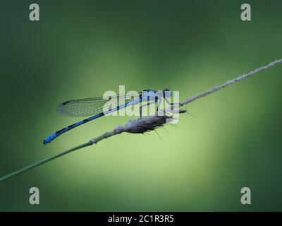 femme de chambre horseshoe azur Banque D'Images