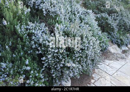 Le romarin en fleurs à Jérusalem, Israël Banque D'Images