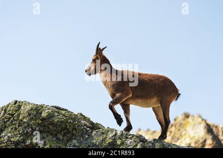 Jeune femme alpine Capra ibex sur les rochers en pierre dans les montagnes de Dombay. Nord Caucase. Russie Banque D'Images