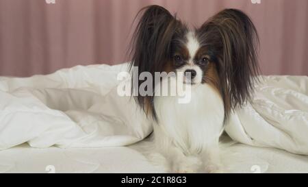 Beau chien Papillon se trouve sous couverture sur le lit et regarde autour Banque D'Images