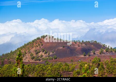 Les arbres sur les nuages à volcan Teide à Tenerife - Canary Island Banque D'Images