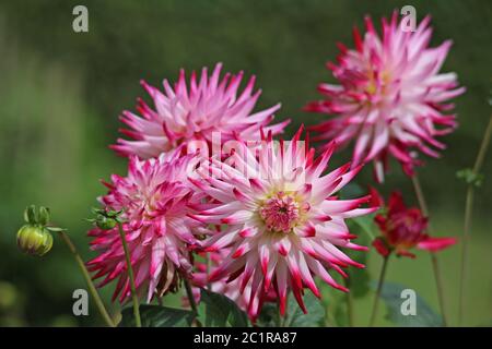 Dahlia en violet et blanc Banque D'Images