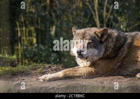 Loup de der (Canis lupus) Banque D'Images