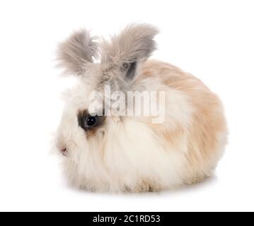 Anglais Angora en face de fond blanc Banque D'Images