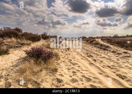 Paysage de lande Kalmthoutse Heide nature reserve, en Belgique sur un jour nuageux ensoleillé Banque D'Images