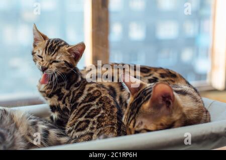 Deux chatons bengale dorés mignons, reposant sur le lit de fenêtre du chat. Banque D'Images