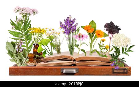 Plantes médicales avec vieux livres et lettre case Banque D'Images