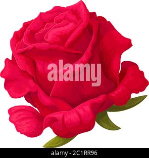 vector rose fleur clip art sur fond blanc isolé Illustration de Vecteur