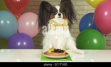 Chien fantaisie Papillon de manger le gâteau d'anniversaire avec une bougie Banque D'Images