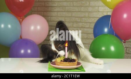 Chien fantaisie Papillon de manger le gâteau d'anniversaire avec une bougie Banque D'Images