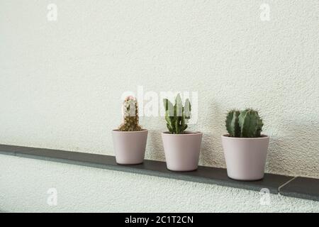 Divers cactus en pot sur mur de ciment, mur blanc Banque D'Images