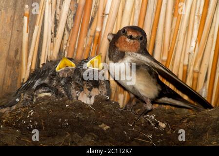 Jeunes bernades, Hirundo rustica, nichent dans une grange de ferme, avec leur mère fière Banque D'Images