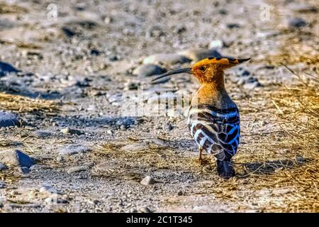 Le hoopoe eurasien (Upupa epops) dans le parc national Jim Corbett, en Inde Banque D'Images