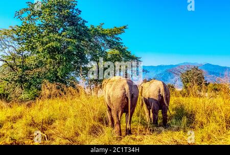 Éléphants indiens (Elepha maximus indicus) dans le parc national Jim Corbett, en Inde Banque D'Images