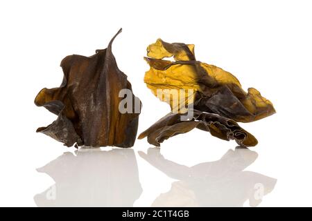 Salvia miltiorrhiza feuilles séchées Banque D'Images