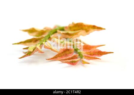 Pedilanthus tithymaloides feuilles. Banque D'Images