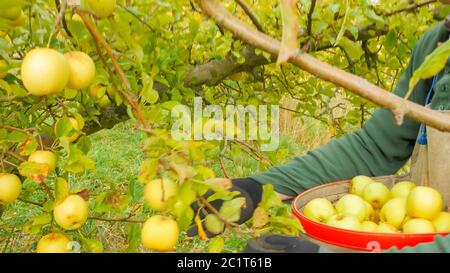 le travailleur agricole place les pommes dorées délicieuses fraîchement récoltées dans un sac de cueillette Banque D'Images