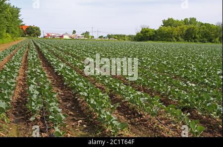 Jeunes plants de chou qui poussent sur une ferme Banque D'Images