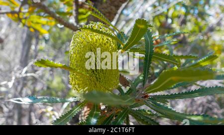 gros plan sur une fleur de banksia, une fleur australienne indigène Banque D'Images