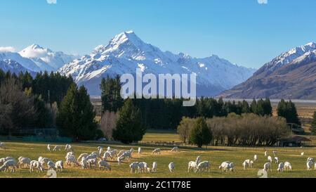 des moutons fraîchement shorn se broutent avec la mt cook de la nouvelle-zélande qui s'élève au loin Banque D'Images