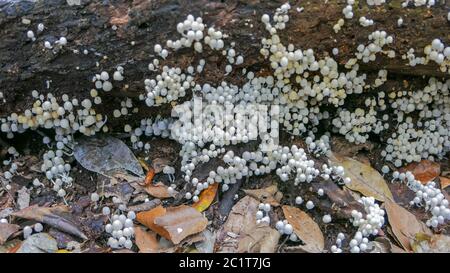 Groupe de champignons de Coprinellus dissélatus qui poussent sur un arbre mort Banque D'Images