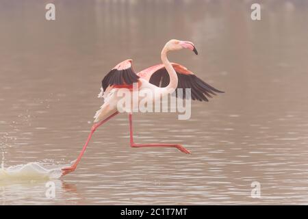 Gros plan d'un grand Flamingo en vol Banque D'Images