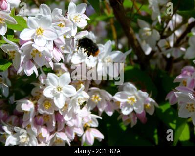 Les bourgeons atterrissent sur des cerisiers en fleurs Banque D'Images