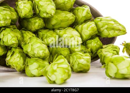 Cônes verts frais de houblon. Banque D'Images