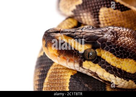 Serpent Python regius isolé sur fond blanc. Banque D'Images