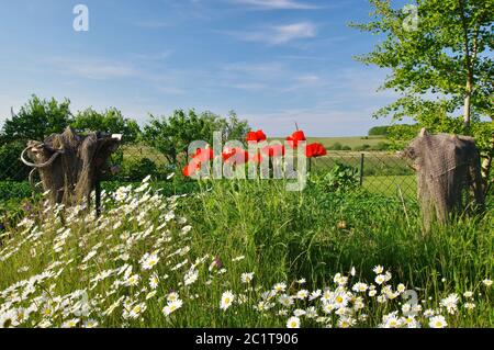 Jardin dans le village de Neu Reddevitz, île de Rügen, Allemagne, Europe de l'Ouest Banque D'Images