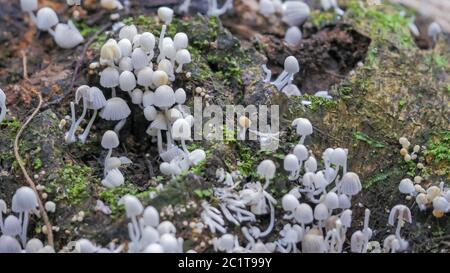 Gros plan d'un groupe de champignons de Coprinellus dissélatus Banque D'Images