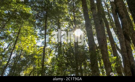 le soleil brille à travers la canopée de hêtres de forêt pluviale tempérée Banque D'Images